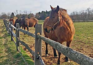 Horses grazing at Willow Lake Farm, Broad Axe, PA.